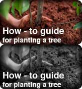 How-to guide for planting a tree
